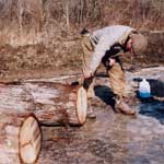 Man inspecting a chopped tree