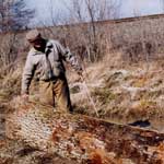 Man inspecting a chopped tree