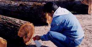 Man curing the end of a chopped tree